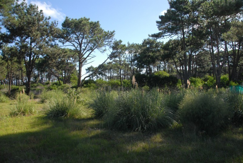 Terreno en venta en Pinar del Faro en Jose Ignacio